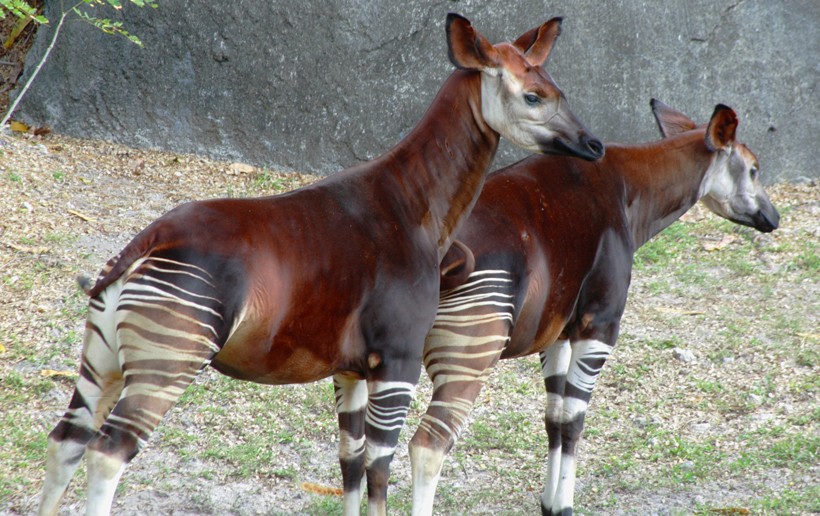 Okapis usually lead a solitary life with males and females coming together briefly only for the purpose of mating. Pair of Okapi standing