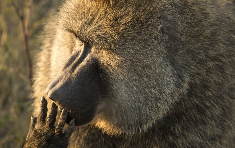 Olive baboon licking its fingers, serengeti national park, tanzania