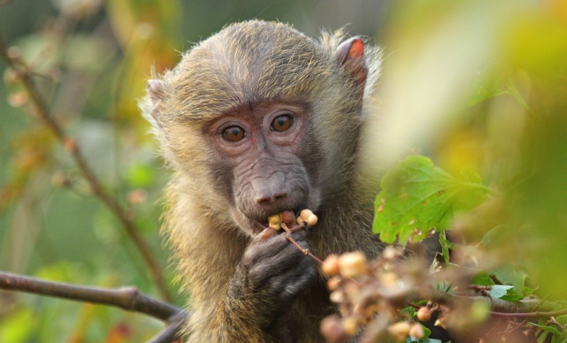 Baboons feed on plant matter such as leaves, grasses, fruits, roots, seeds, mushrooms, tubers and lichens. The olive baboon is omnivorous but prefers to depend primarily on a herbivorous diet.