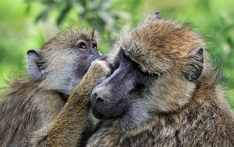 Olive baboon grooming