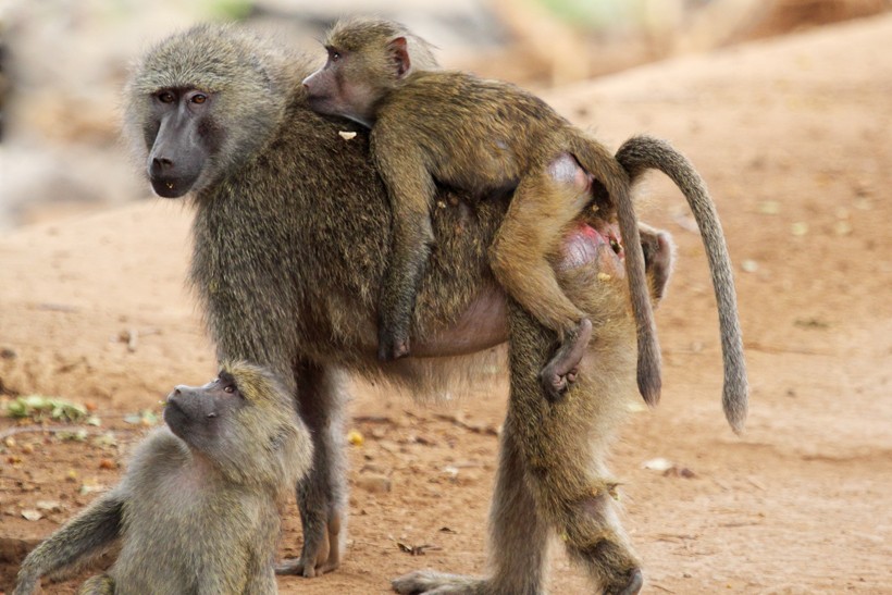 Mother olive baboon carrying her baby on the back