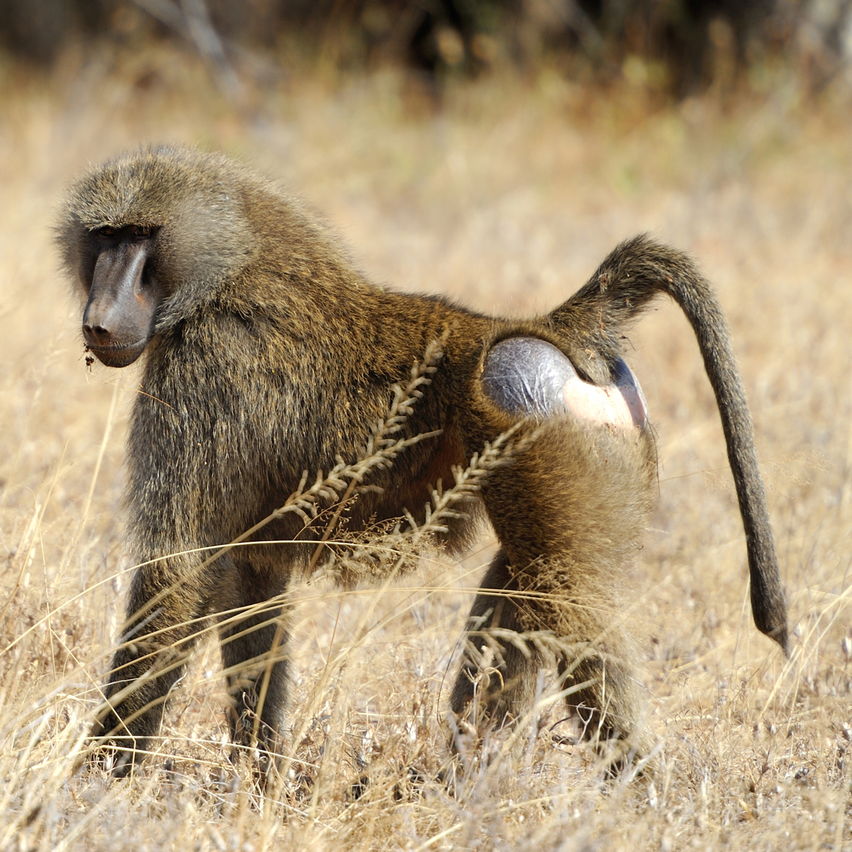 Olive Baboon (Papio anubis) about animals