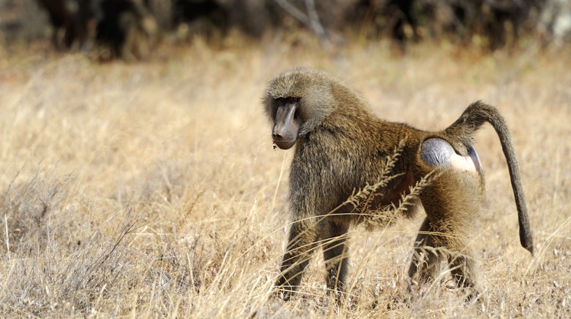 Olive baboon walking on the savanna, masai mara national park, Kenya Olive baboon walking on the savanna
