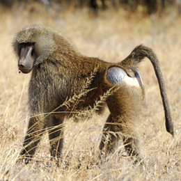 Olive Baboon