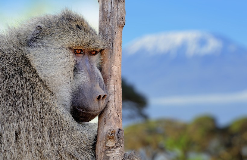 Olive baboons prefer a terrestrial lifestyle Olive baboon watching over the savanna, Amboseli National Park of Kenya