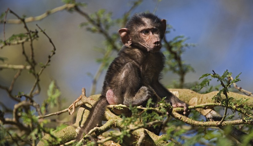 At the age of just two weeks, the olive baboon offspring is able to move away from its mother for short periods of time. Baby olive baboon, lake nakuru, national park Kenya