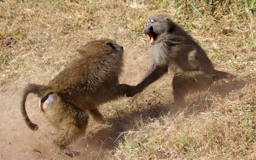 The loud roar grunt can be heard frequently during the mating season when the males are in constant competition for mating rights. Male olive baboons fighting, serengeti national park Tanzania