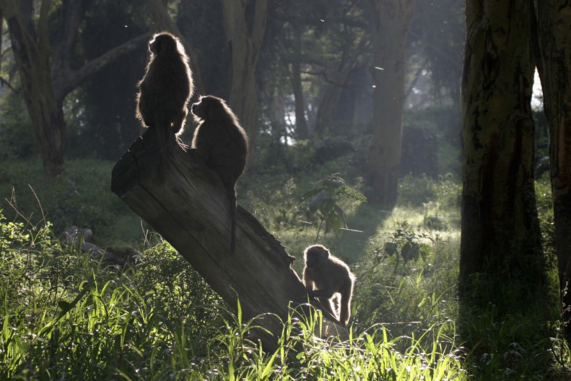 The baboons also use trees as a higher ground to spot predators from a distance. Olive baboons sitting on a stump in the forest