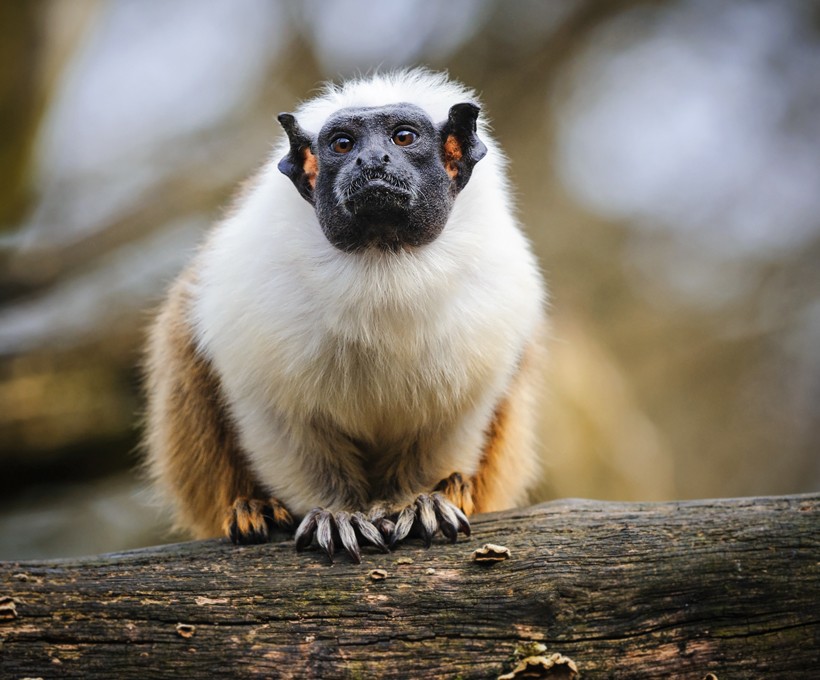 Pied tamarin