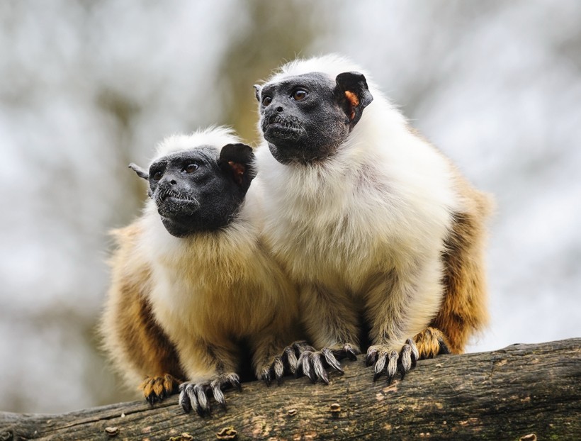 Two pied tamarin adults