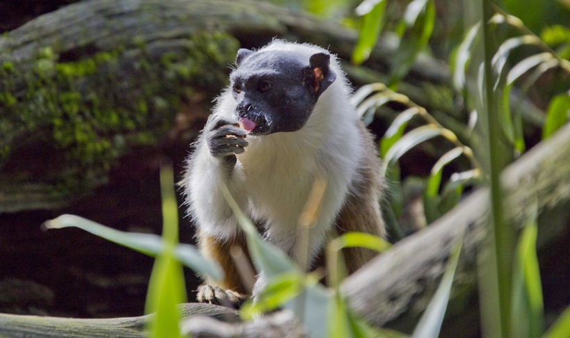 Pied Tamarin eating