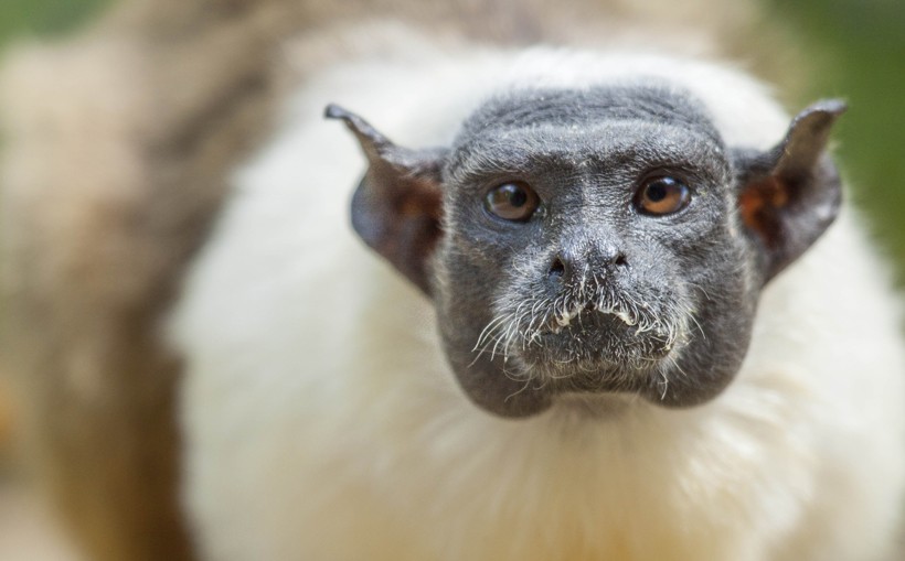 The pied tamarin is an endangered species