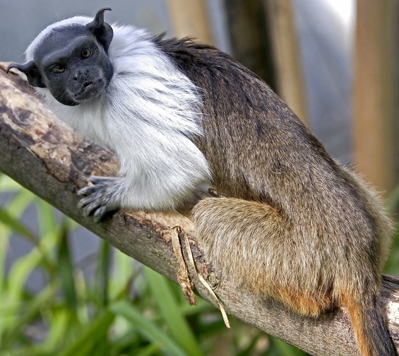 Pied tamarin sitting in a tree