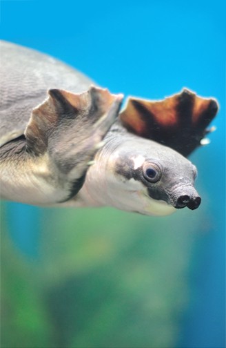 Pig-nosed turtle swimming in clear blue water