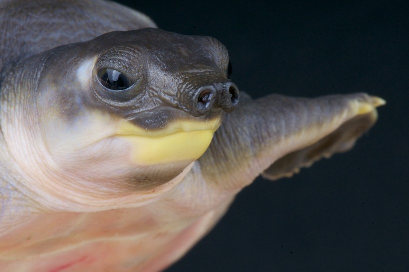 Closeup head olive-gray pig-nosed turtle
