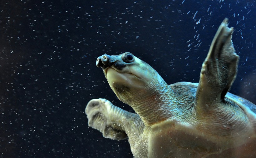 The turtles inhabit freshwater such as rivers, lakes, swamps, streams, lagoons, and water holes.