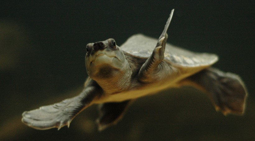 Pig-nosed turtles are the only freshwater turtles that have flippers similar to the marine turtles.
