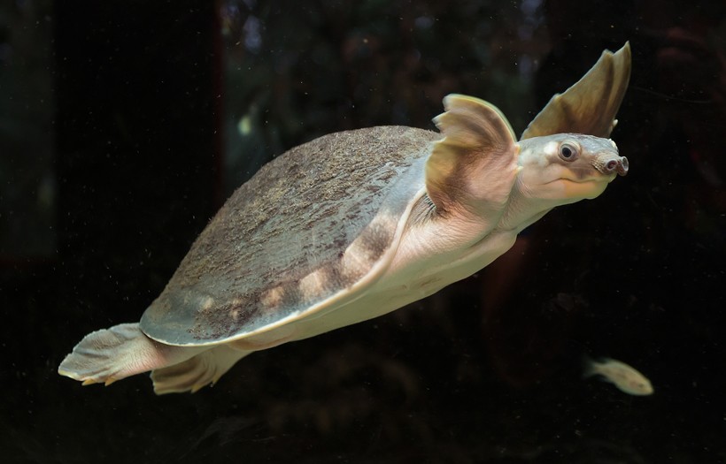 Pig-nosed turtle can weigh around 20 kg and grow up to 70 cm