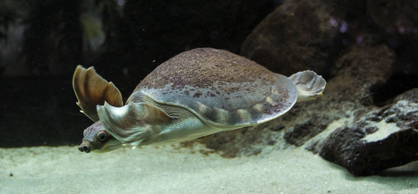 Pig-nosed turtles have sensitive noses that are used to breathe, and to identify their food.