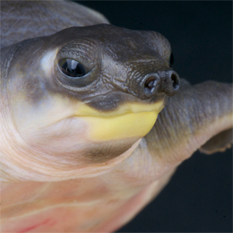 Pig-nosed Turtle