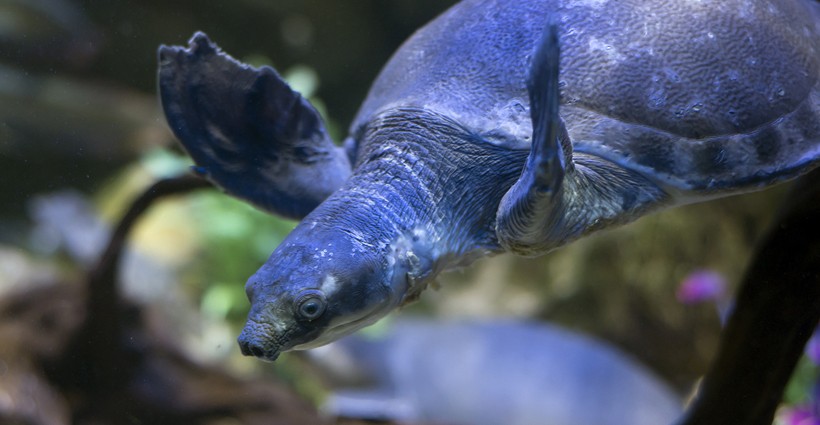 According to the IUCN Red List, Pig-nosed turtles are vulnerable species.