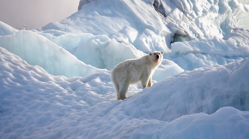 The polar bear has a highly developed sense of smell that supports to locate prey from a distance of over a mile (1.6 km). Polar bear standing on arctic ice floes