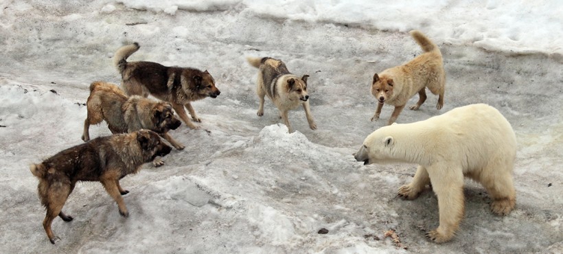 Rare sight of dogs attacking a polar bear