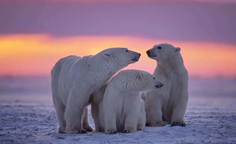 Polar bears, Canadian arctic sunset