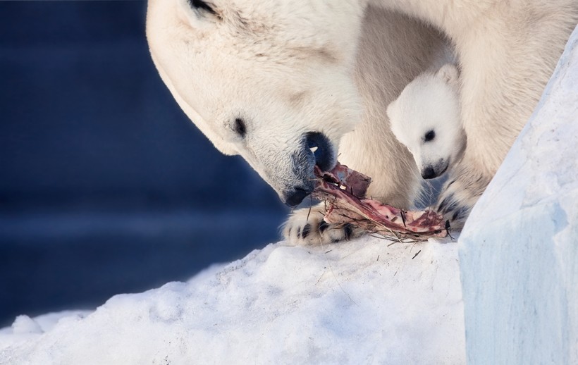 Polar bear cub eating with mother