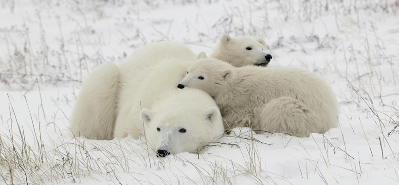 Young polar bears remain with their mother for about two years.