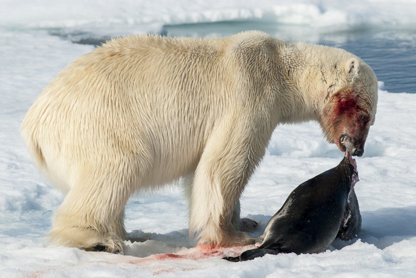 The primary diet of polar bears consists of seals.