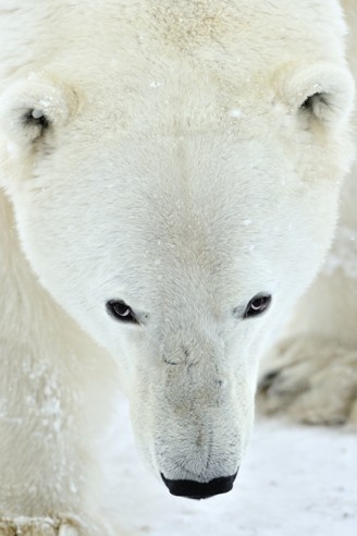 Polar bears are the largest carnivores of the bear family.