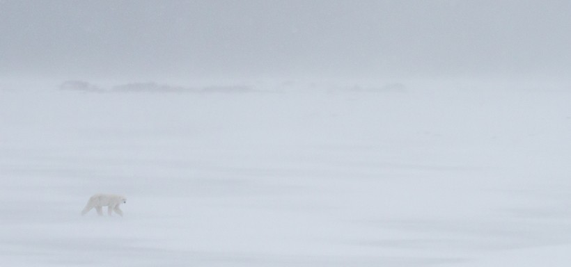 Polar bears often visit the polynyas (areas where water meets sea ice). Polar bear walking through an ice blizzard