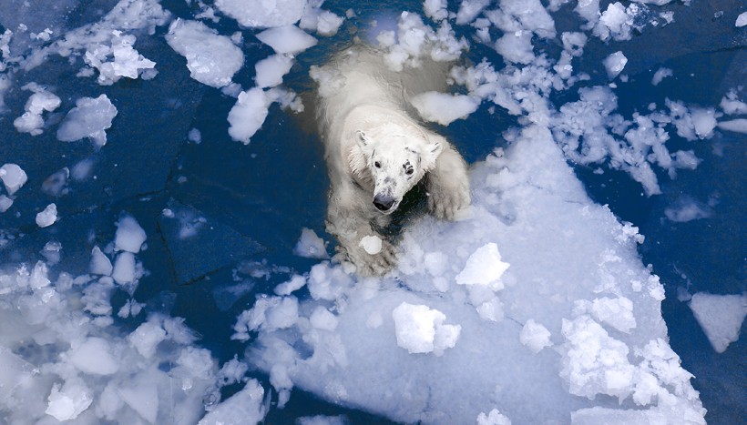 Female polar bear swimming through the arctic ice