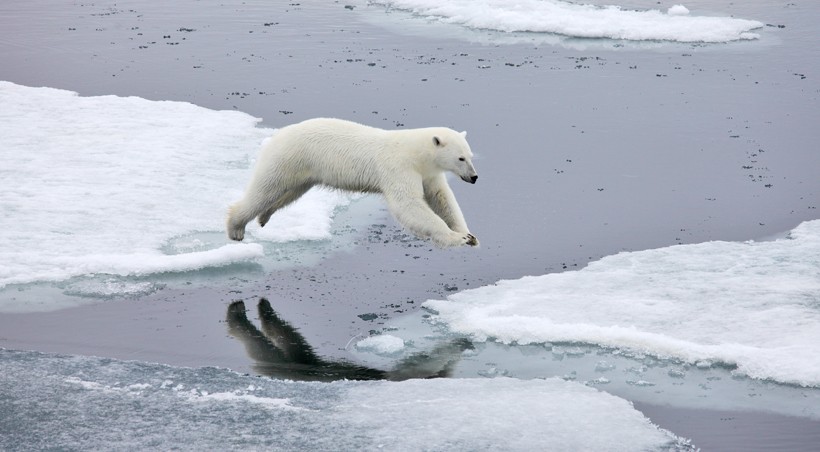 The hind limbs of polar bears are longer than the forelimbs, making the hind end stand taller than their shoulders.