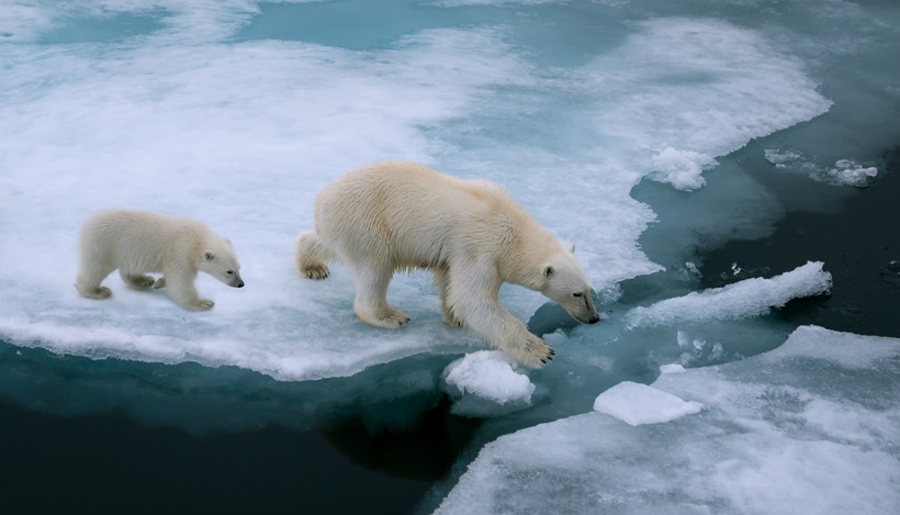 Their fur consists of water repellant hair that prevents entanglement when wet. Mother polar bear and cub walking on ice, arctic ocean (svalbard, Norway)