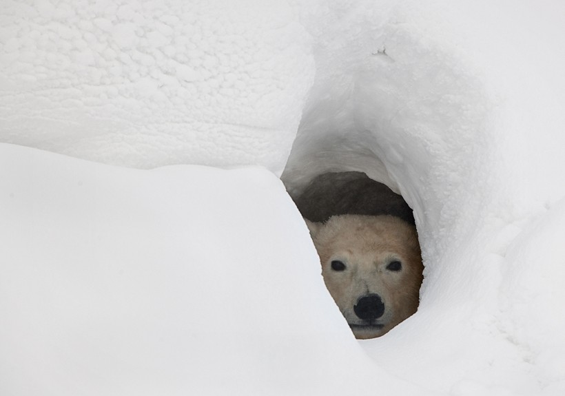 Pregnant polar bears dig deep dens to hibernate and keeping themselves warm in the harsh Arctic winters. Pregnant polar bear hibernating in a deep den