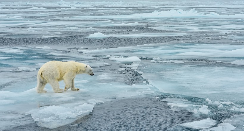 Polar bear walking across the arctic ice floe