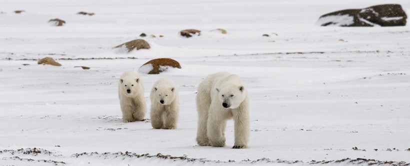The cubs won't leave the den till March/April. Polar bear walking with cubs over the tundra of Canada