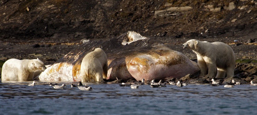 Polar bears feeding on a dead sperm whale