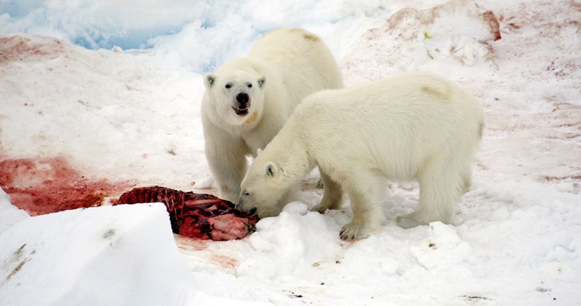 The polar bear is ready to share food with other bears if they beg properly.