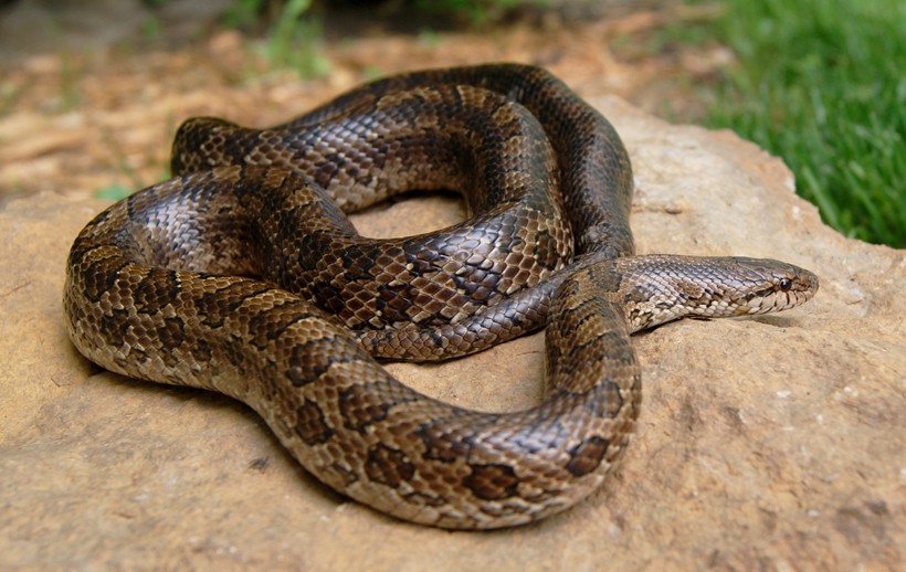 Prairie Kingsnake