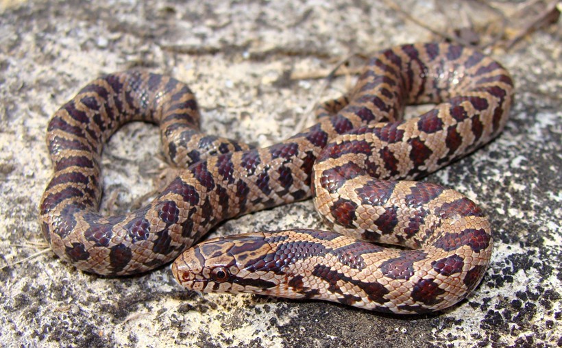 When the temperature is warm, the prairie kingsnake can be found basking on rocky surfaces. Red prairie kingsnake basking on a rock