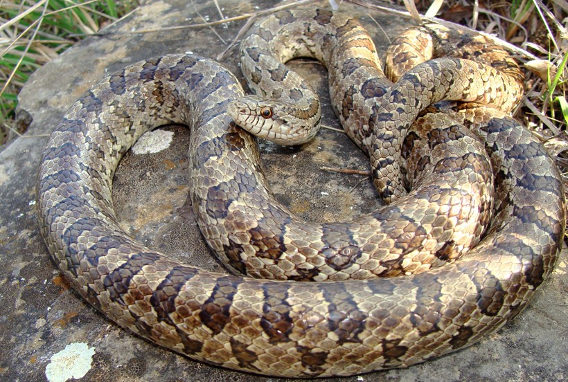 When the temperature is warm, the Prairie Kingsnake can be found basking on rocky surfaces. Prairie Kingsnake basking on a rock