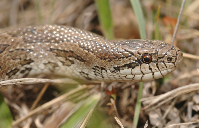 Closeup head Prairie Kingsnake