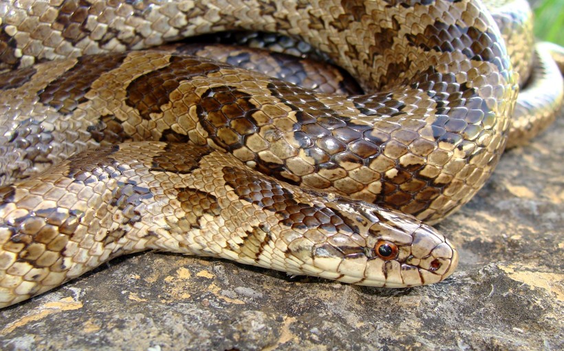 With blocky brown markings and a sturdy built, the Prairie Kingsnake is one of the common snakes found in the southeastern United States, Nebraska, Virginia, Midwestern Texas and Florida. Prairie kingsnake head