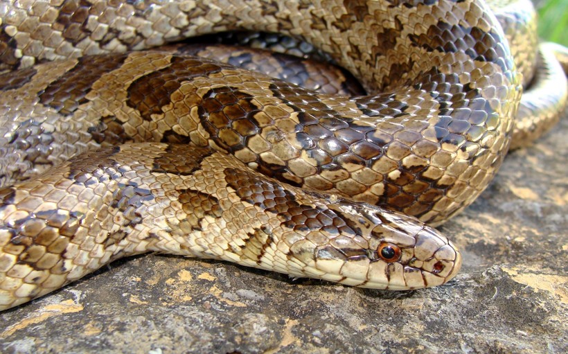 Prairie kingsnake head