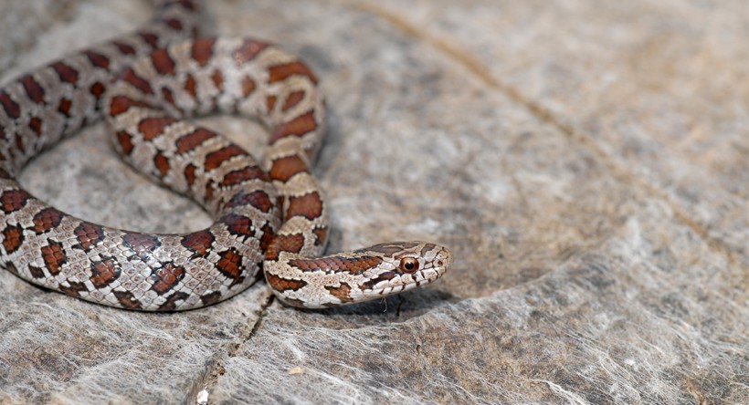 Commonly referred to as the Prairie Kingsnake, this species of non-venomous snakes is found primarily in North America. Prairie Kingsnake on an old stump