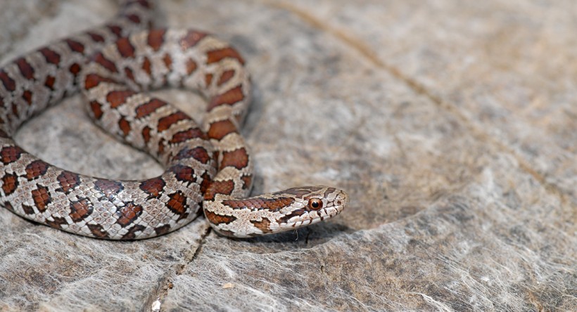 Prairie Kingsnake on an old stump