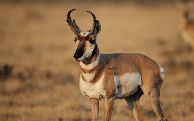 Pronghorn antelope in the early morning sun, Wapiti, Wyoming